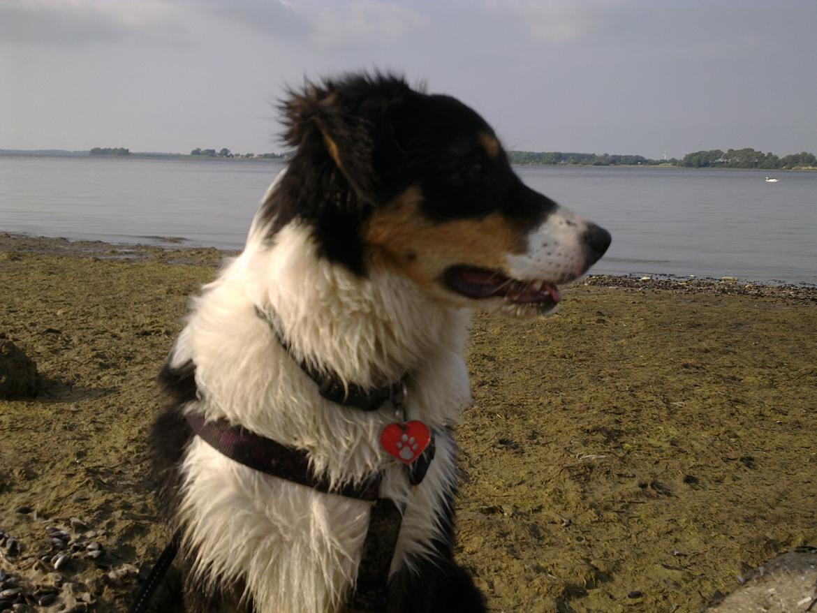 Border collie Sally - På stranden billede 6