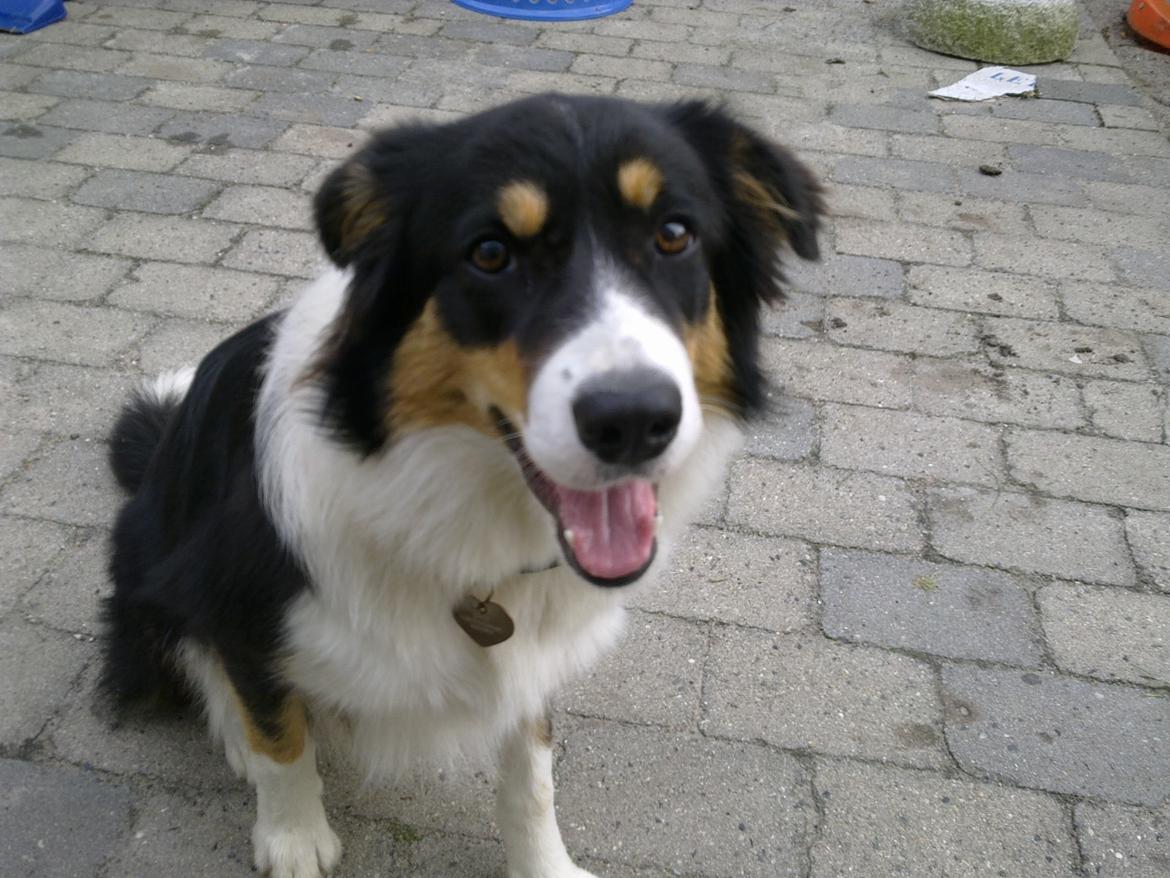 Border collie Sally - I gården billede 7