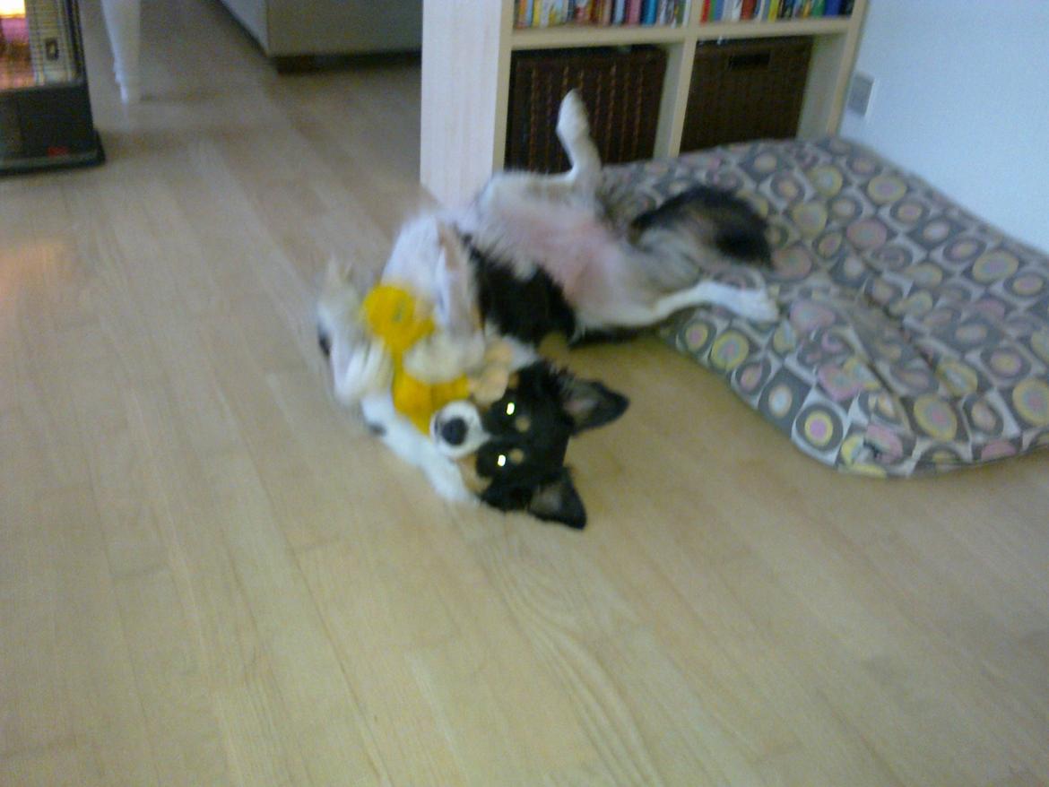 Border collie Sally - Bamseleg billede 8