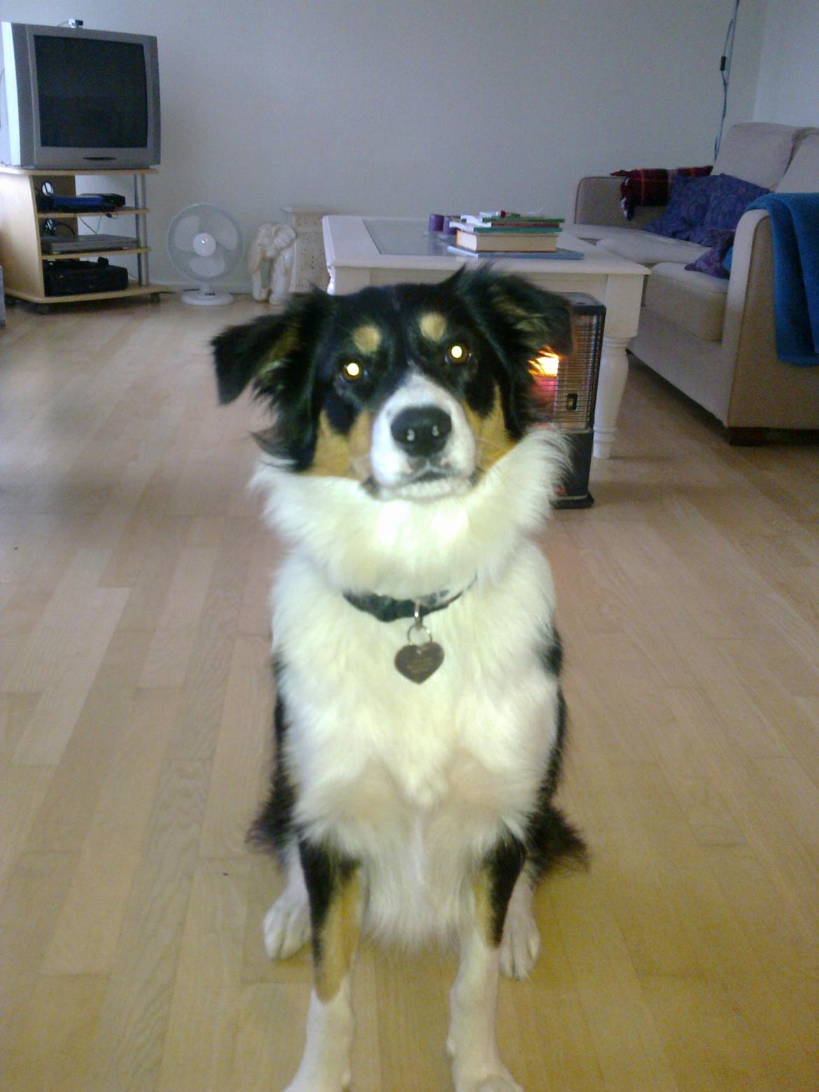 Border collie Sally - Tit tit.. billede 9