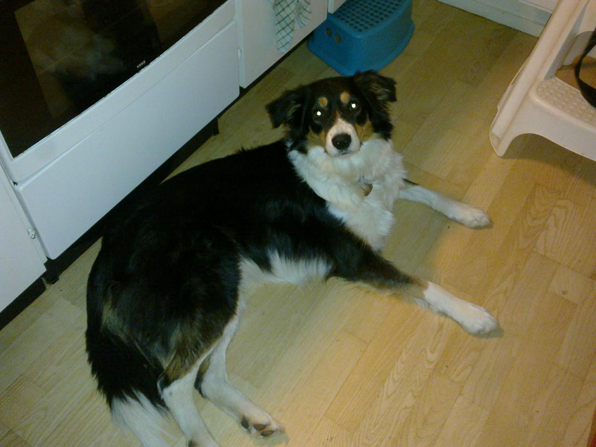 Border collie Sally - Afslapning i køkkenet billede 10