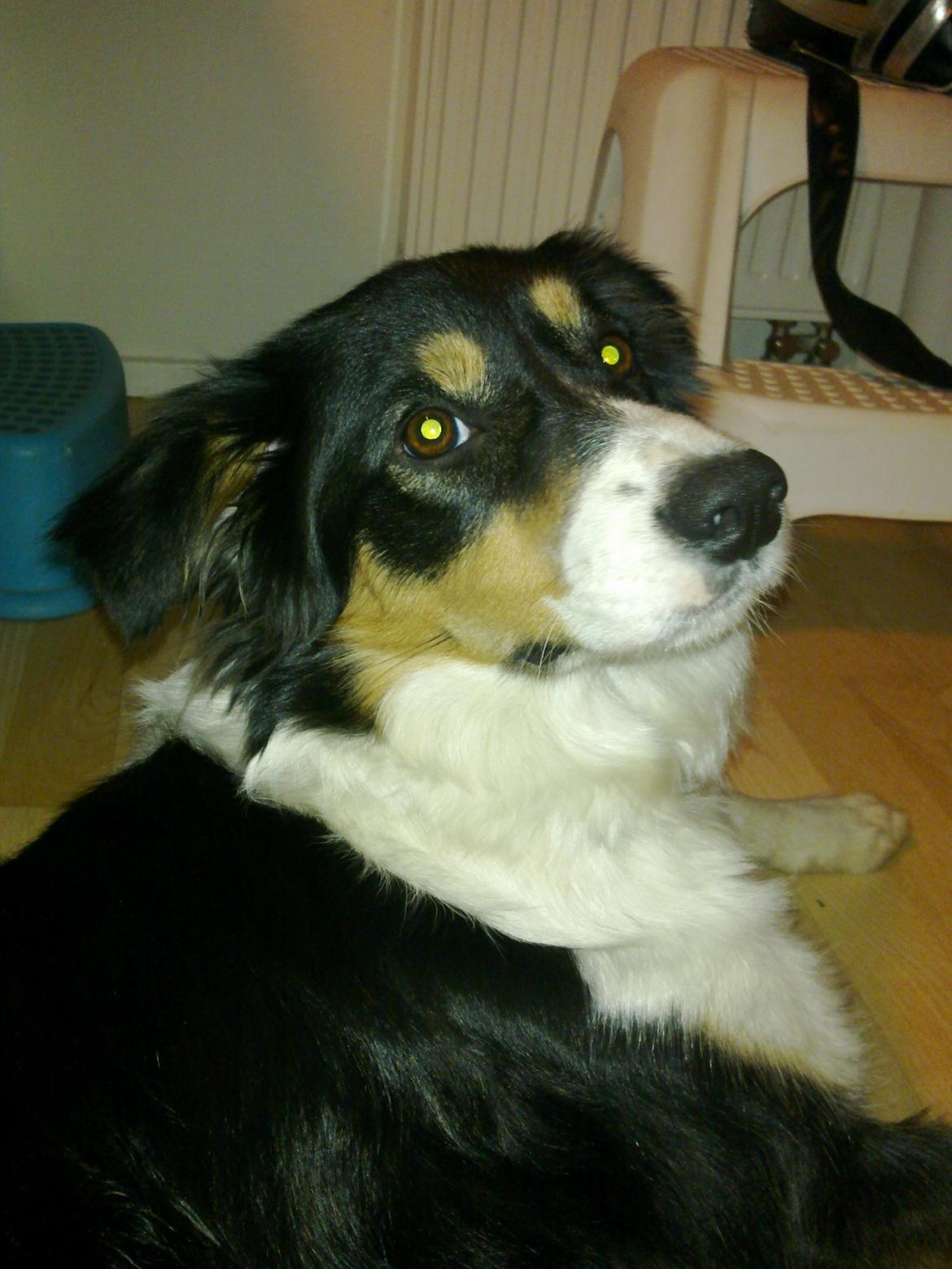 Border collie Sally - Elsker dig Sally mus <3 billede 1