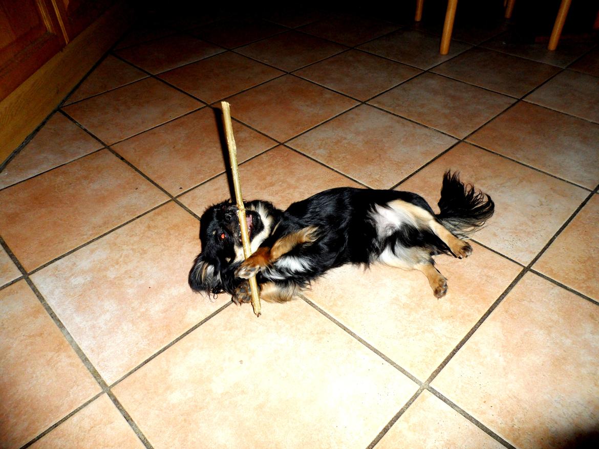 Chihuahua Balto - Jeg fik lige snydt en pind med ind i køkkenet... mmmh den er god! billede 10