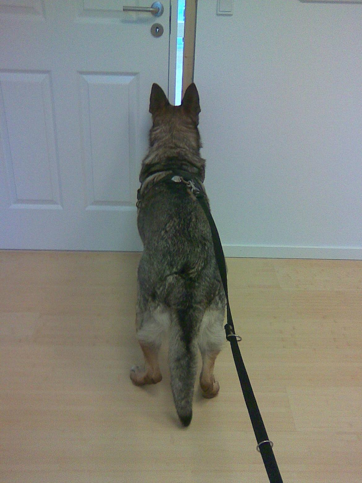 Schæferhund Sportshund Cheska. (Zenta). - Hos dyrlægen, venter på at bedøvelsen skulle virke. billede 26