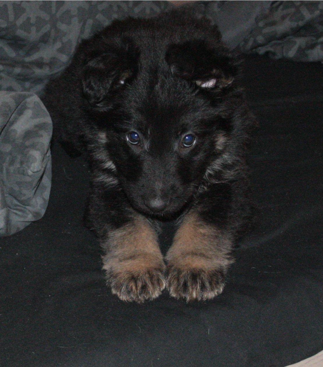 Schæferhund Aichia - 8 uger billede 1