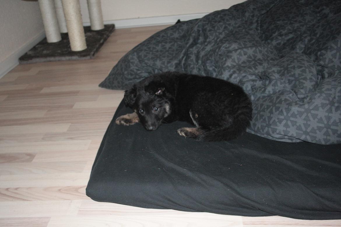 Schæferhund Aichia - 8 uger billede 2