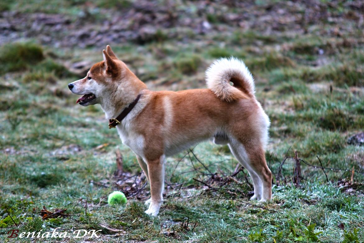 Shiba Simba (Alina's Beniaka) billede 4