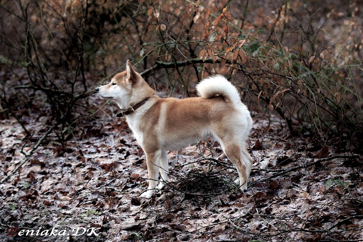 Shiba Simba (Alina's Beniaka) billede 3