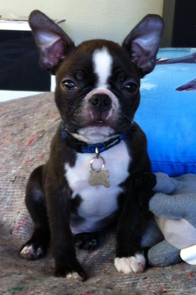 Boston terrier Milo - Top model..:) billede 7