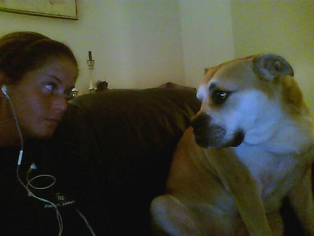 Mallorca Mastiff / Ca de Bou Aya - Hvem kan stå for de hundeøjne! :-) billede 11