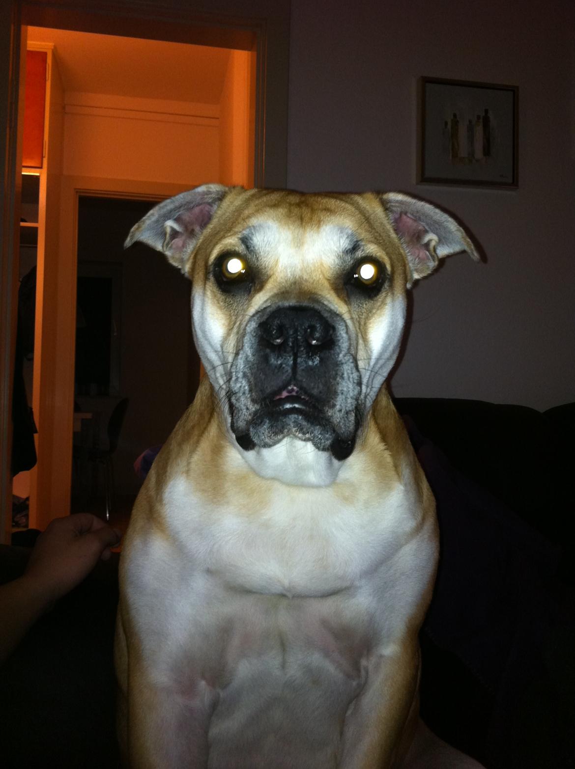 Mallorca Mastiff / Ca de Bou Aya billede 12