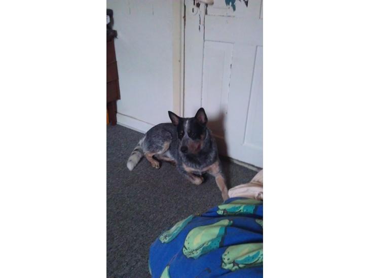 Australsk cattledog Pepsi - 2012  billede 1