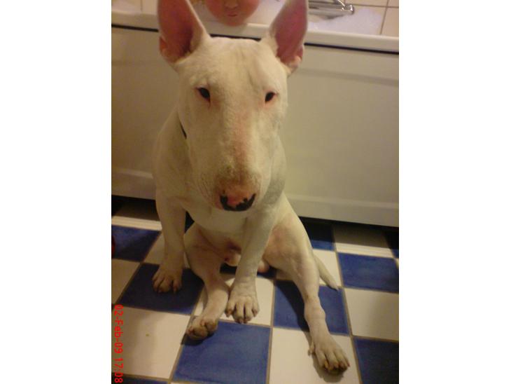 Bullterrier Anubis billede 1