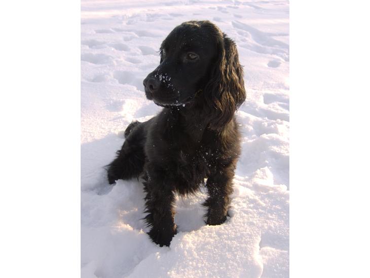 Field Trial Cockerspaniel Bobby - Min smukke sorte dreng billede 1