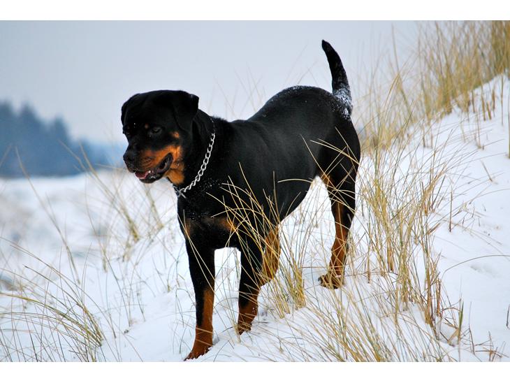 Essa Rottweiler Rottweiler Sassi - 2008 - Sassi er en tæve jeg beholdte...