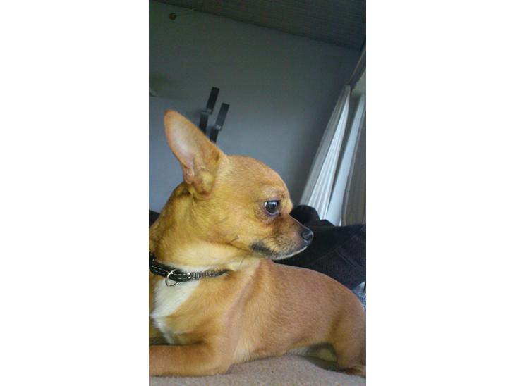 {{currentPhoto.altText}} billede {{currentPhoto.number}}