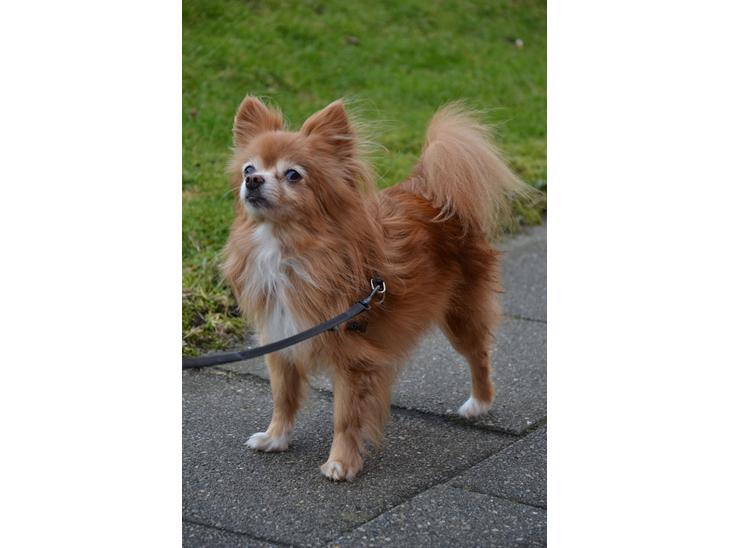 {{currentPhoto.altText}} billede {{currentPhoto.number}}