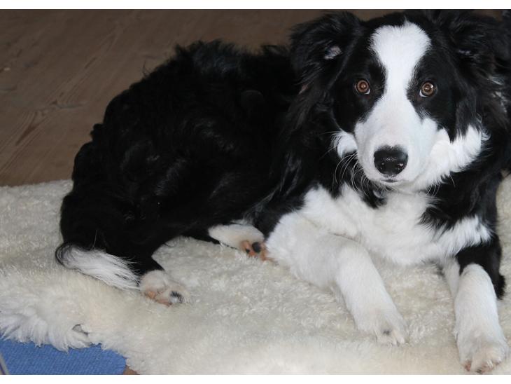 Border collie Balto billede 1