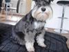 Dvaergschnauzer Soffi