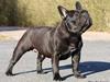 Fransk bulldog Lancome's Ælmira