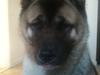 American Akita Mufti