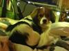Blanding af racer Zenta(himmelhund)
