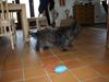Cairn terrier Tøsen himmelhund