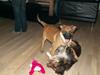 Malinois Dalton