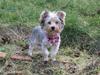 Yorkshire terrier Perle