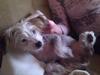 Chinese crested hårløs Mille