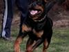 Rottweiler Haiki's Bogart