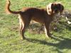 Cavalier king charles spaniel Baloo