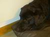 Labrador retriever Tidligere hund Mille