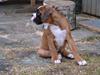 Boxer Schwartzbox Haylia
