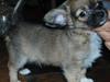 Chihuahua My Precious Golden Nugget