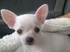 Chihuahua malou