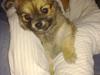 Chihuahua Yasmin