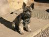 Cairn terrier Tjalfe