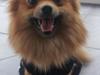 Pomeranian Nelli