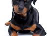 Rottweiler Cæsar