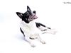 Blanding af racer Paw