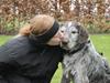 Ruhåret hønsehund Sargo [ Himmelhund]