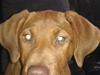 Blanding af racer Sacha [Tidl. hund]