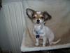 Chihuahua Jackie