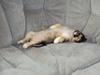 Tibetansk spaniel Cody (Mister President)