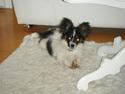 Papillon Cute Diamonds Tinker Bell
