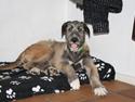 Irsk ulvehund Maggie