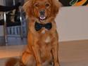 Nova scotia duck tolling retriever Vitus (bol tol)