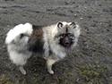 Keeshond Anton