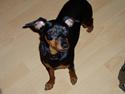 Dvaergpinscher Zappi